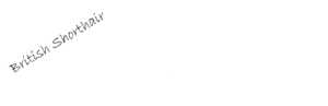 www.bkh-weissepfote.de